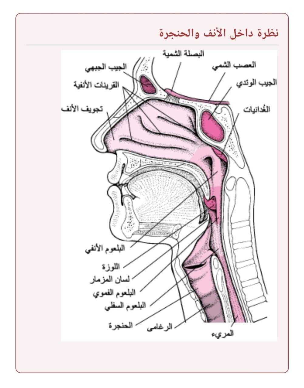 احجز مع دكتور علي الرفاعي استشاري انف واذن وحنجرة | فيزيتا